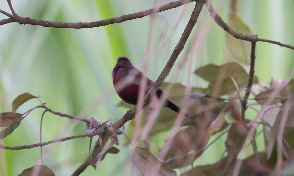 African Firefinch - ML640451336