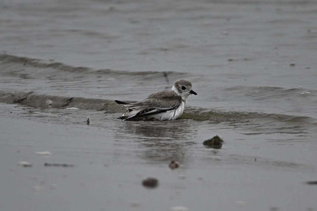 Piping Plover - ML640451372