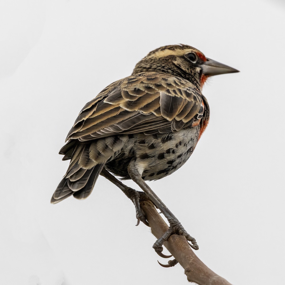 Peruvian Meadowlark - ML640451454