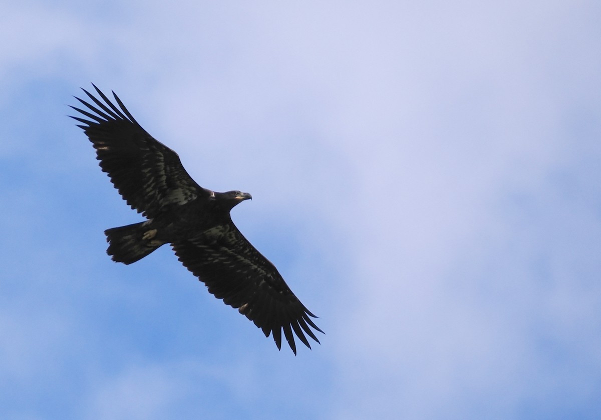 Bald Eagle - ML640451573