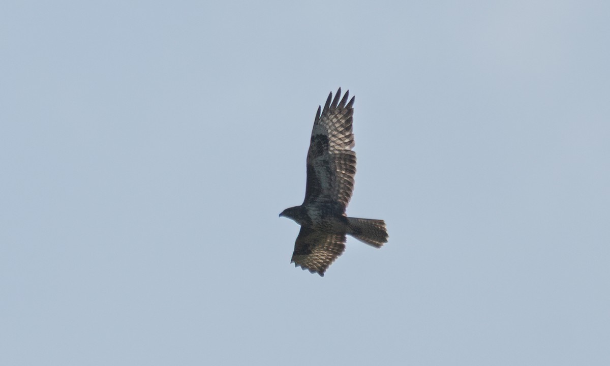 Mäusebussard (vulpinus/menetriesi) - ML640451586