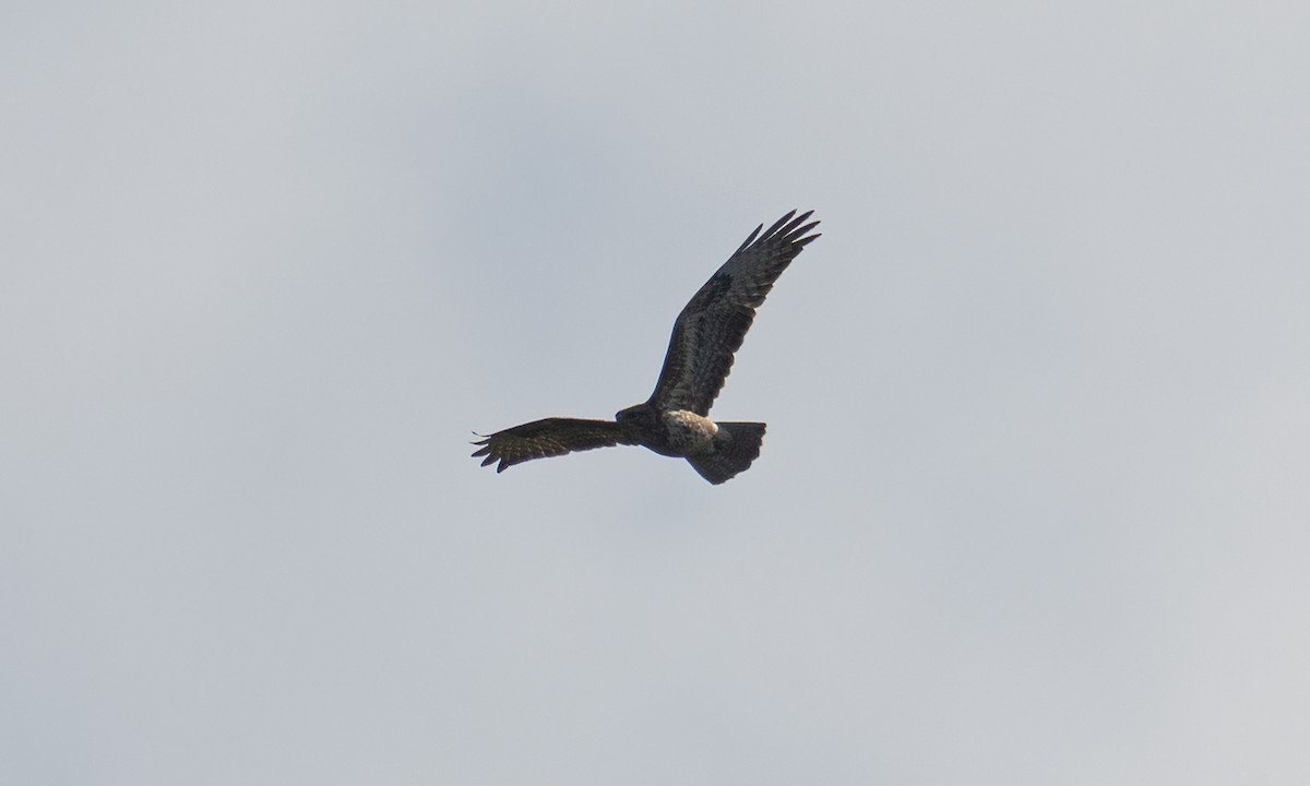 Mäusebussard (vulpinus/menetriesi) - ML640451587