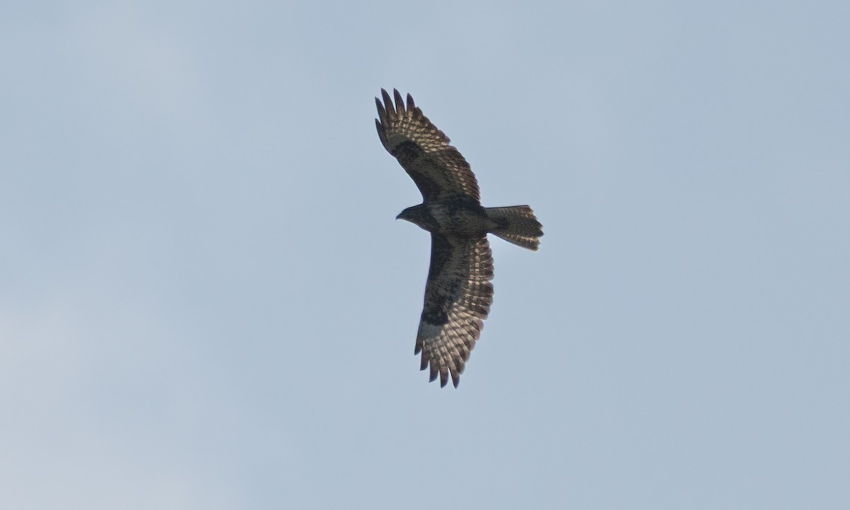 Mäusebussard (vulpinus/menetriesi) - ML640451588