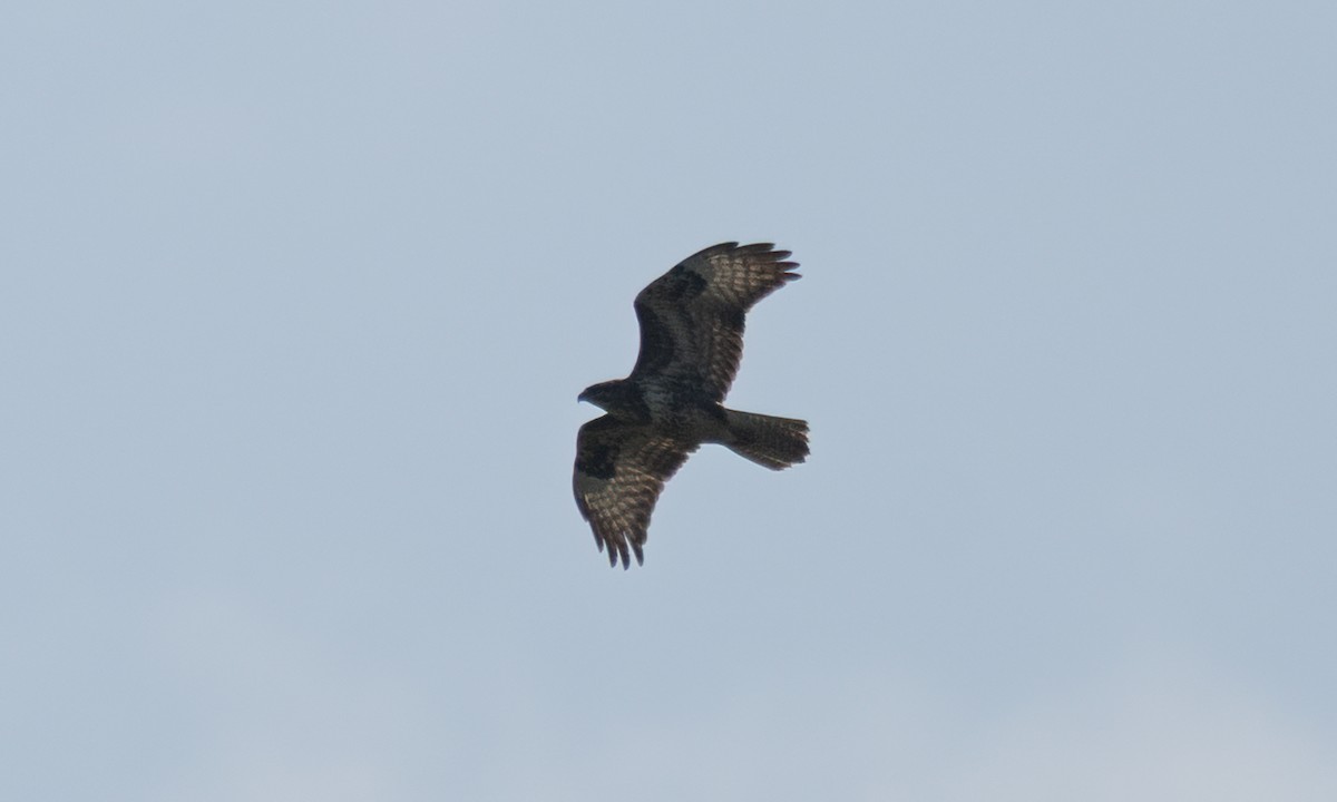 Mäusebussard (vulpinus/menetriesi) - ML640451589