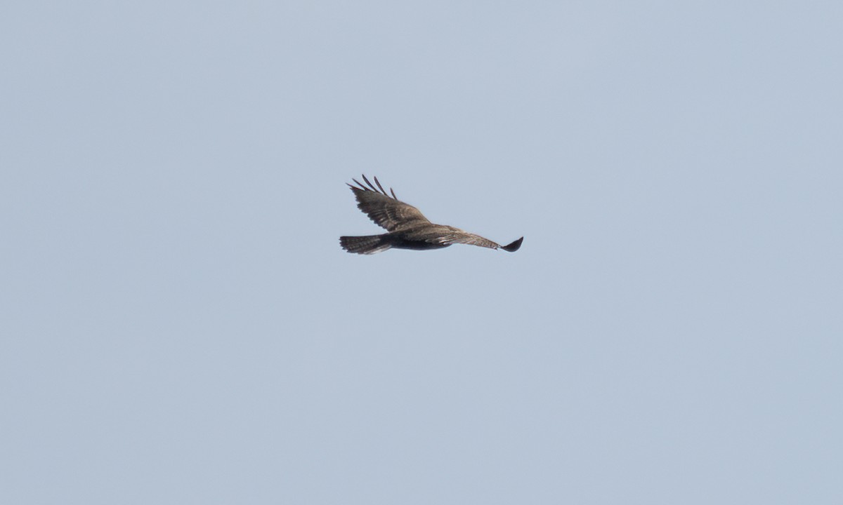 Mäusebussard (vulpinus/menetriesi) - ML640451590
