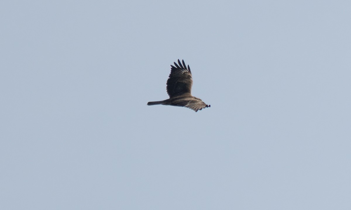 Mäusebussard (vulpinus/menetriesi) - ML640451592