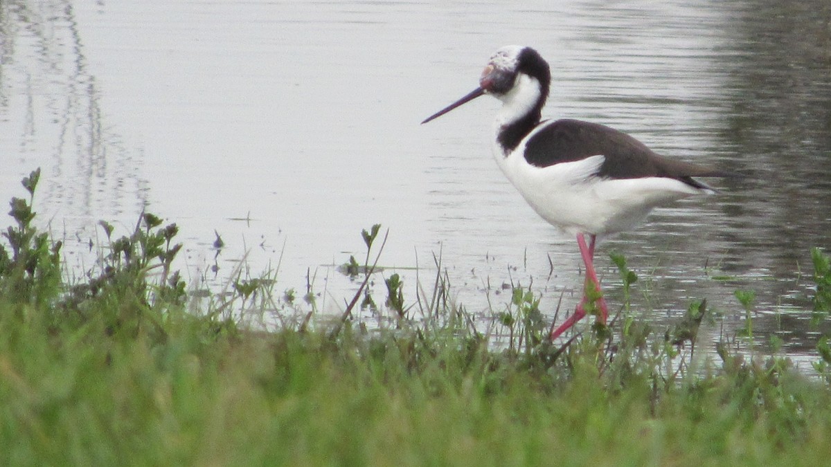 Black-necked Stilt - ML640451604