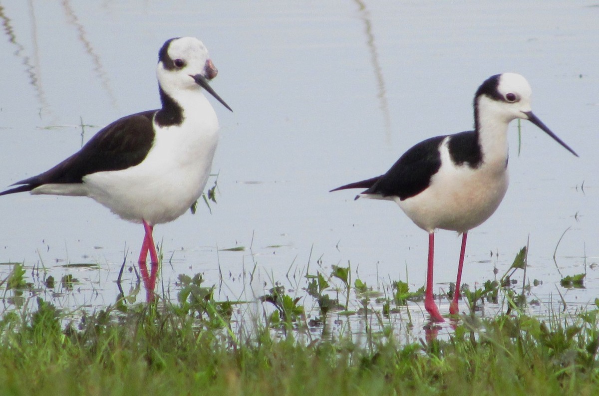 Black-necked Stilt - ML640451605
