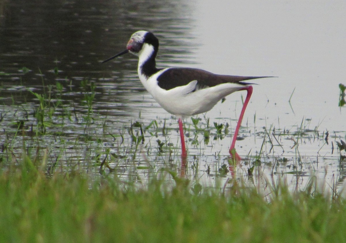 Black-necked Stilt - ML640451606