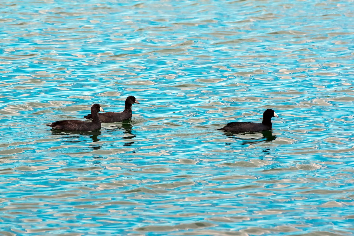 American Coot - ML640451612
