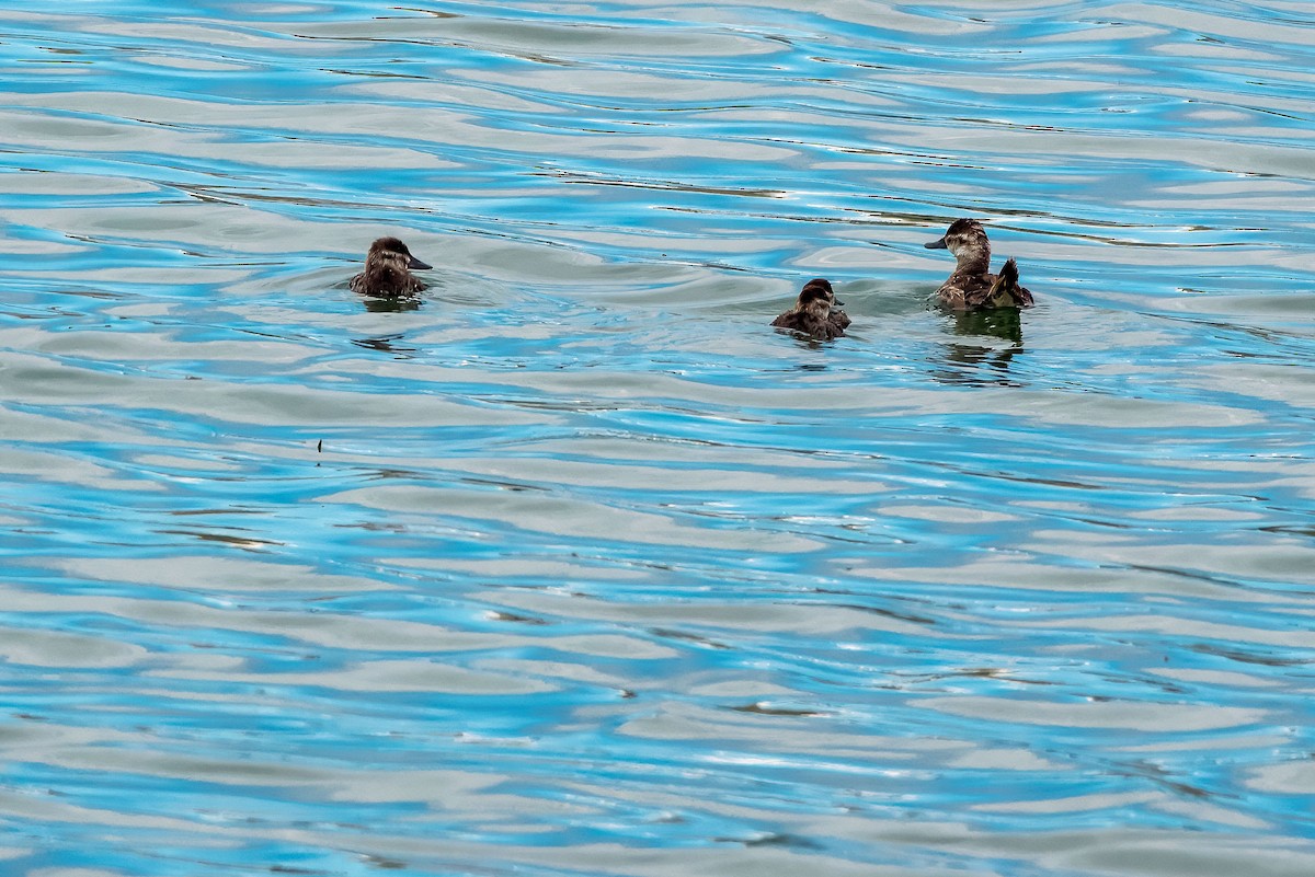 Ruddy Duck - ML640451686