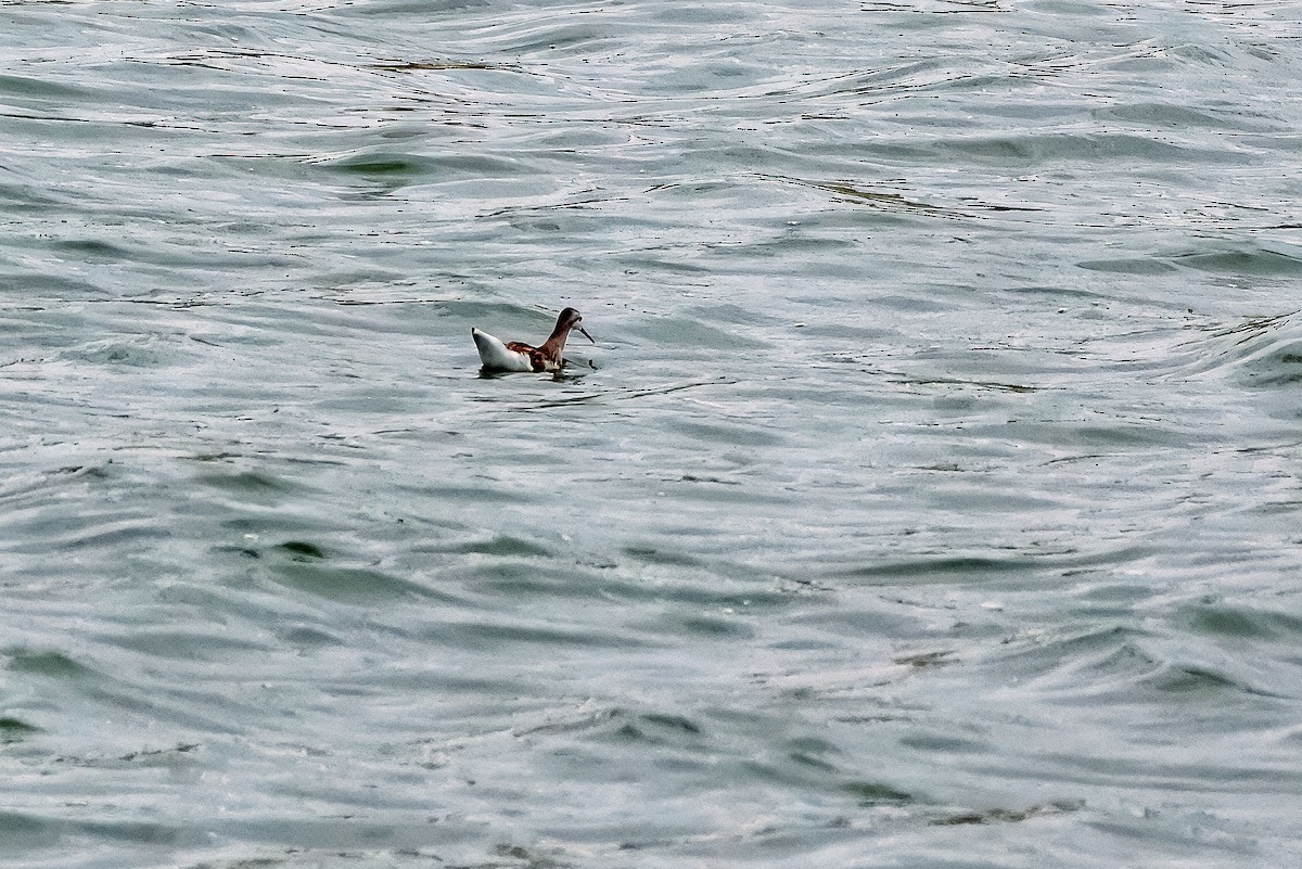 Wilson's Phalarope - ML640451750