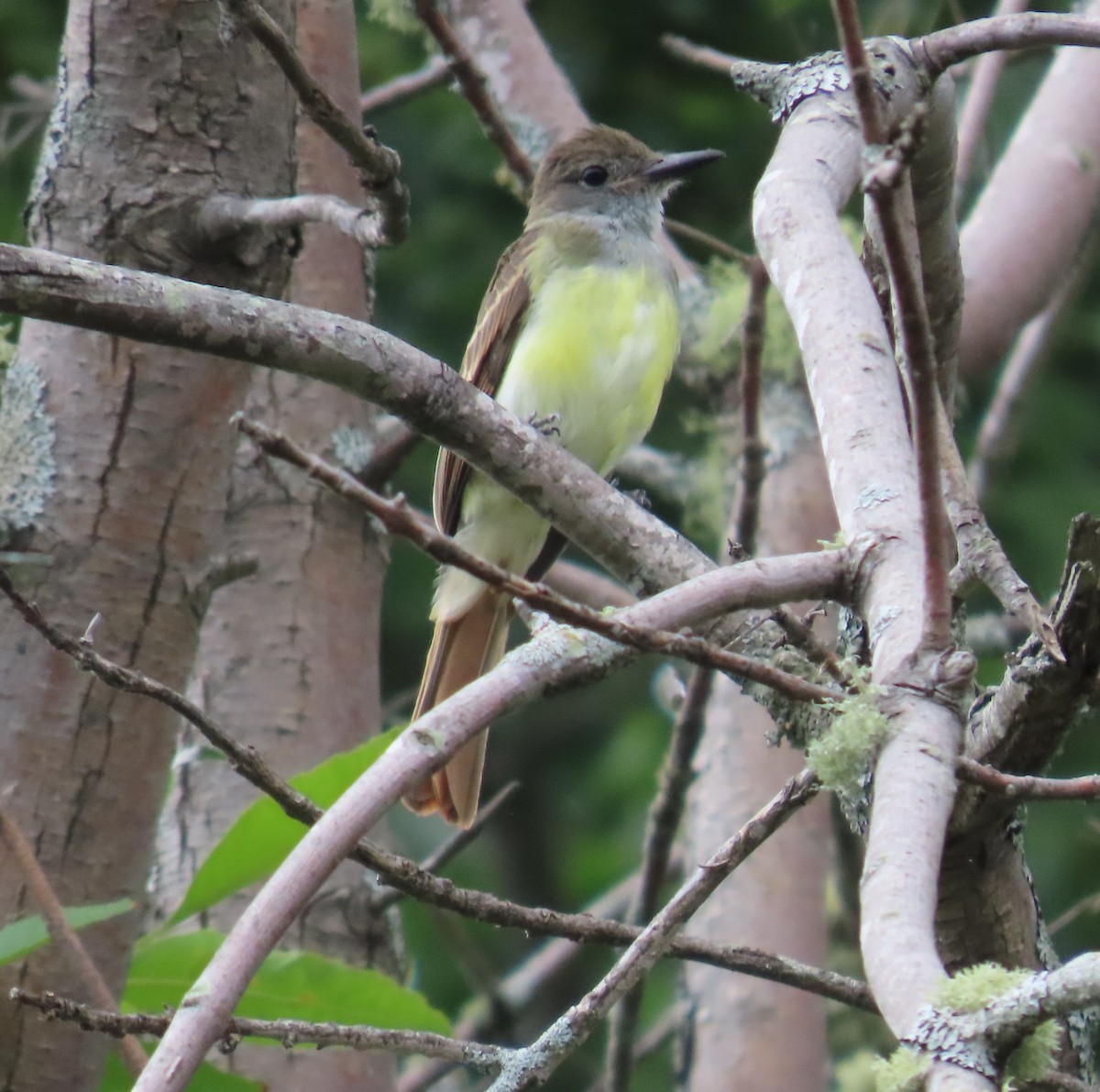 Great Crested Flycatcher - ML640451760
