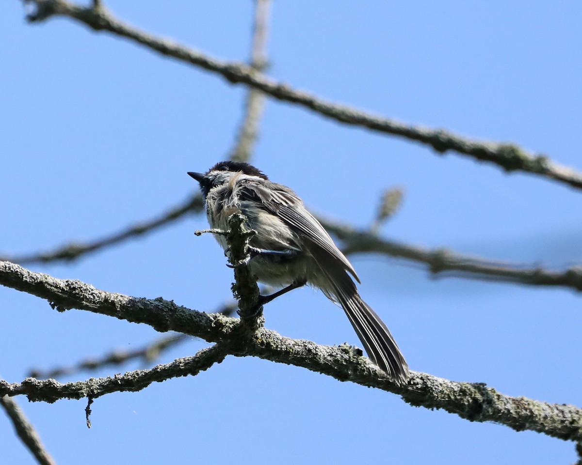 Black-capped Chickadee - ML640451762