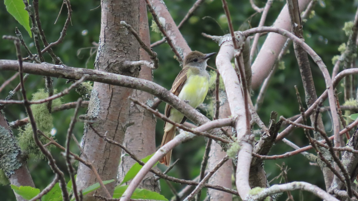 Great Crested Flycatcher - ML640451764