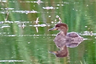 Hooded Merganser - ML640451803