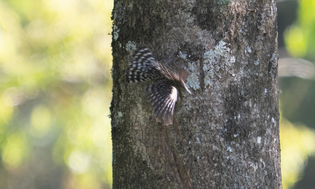 African Spotted Creeper - ML640451816