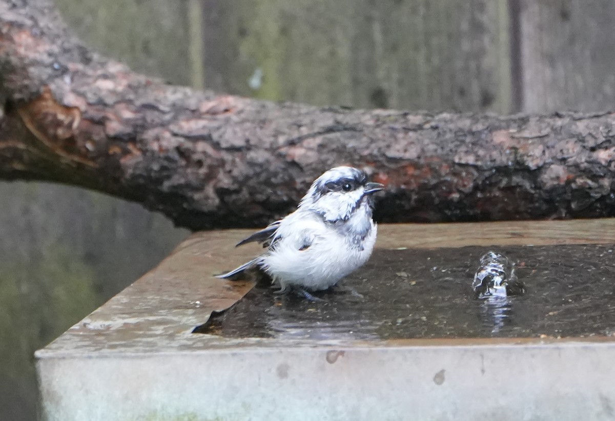 Black-capped Chickadee - ML640451818