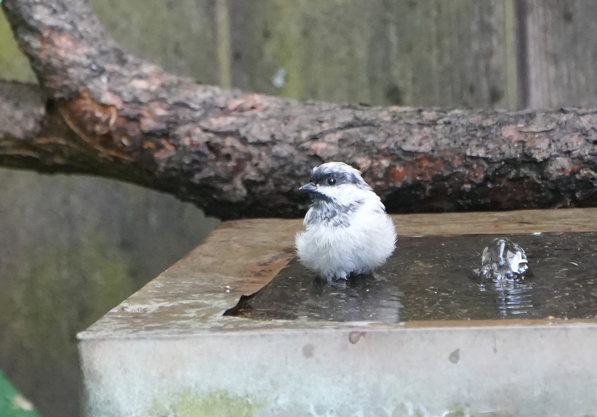 Black-capped Chickadee - ML640451820