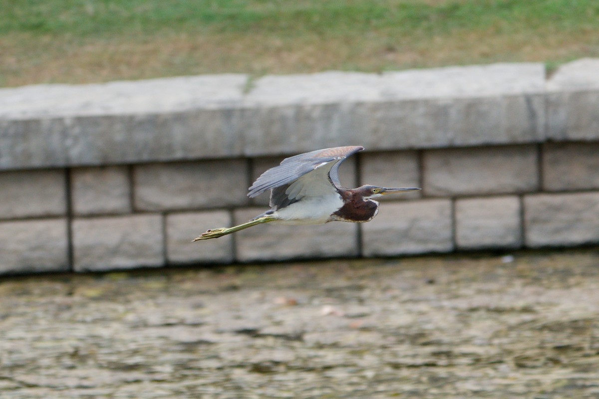 Tricolored Heron - ML640451823