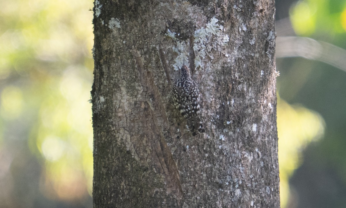 African Spotted Creeper - ML640451828