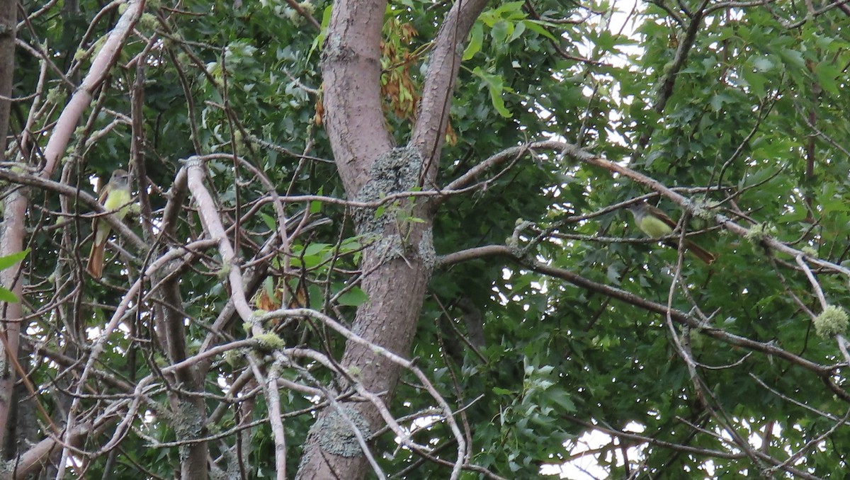 Great Crested Flycatcher - ML640451831