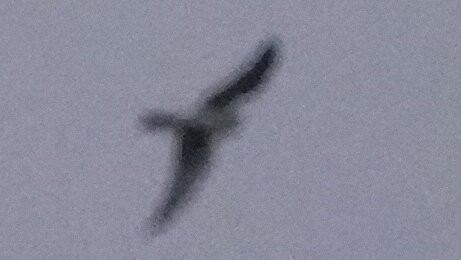Falco sp. - ML640451891