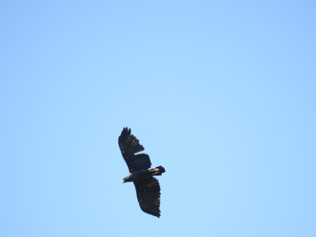 Great Black Hawk - ML640451907