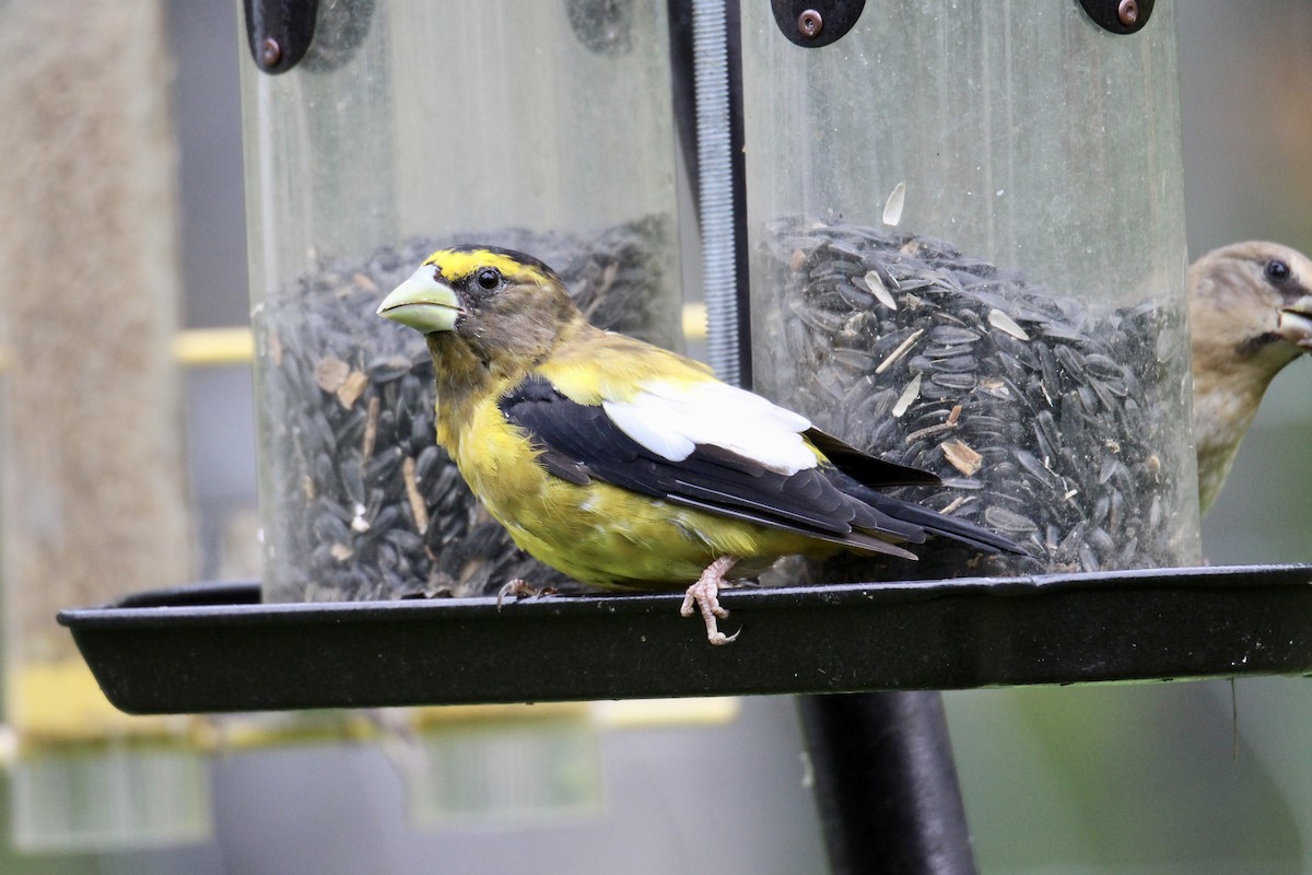 Evening Grosbeak - ML640451913