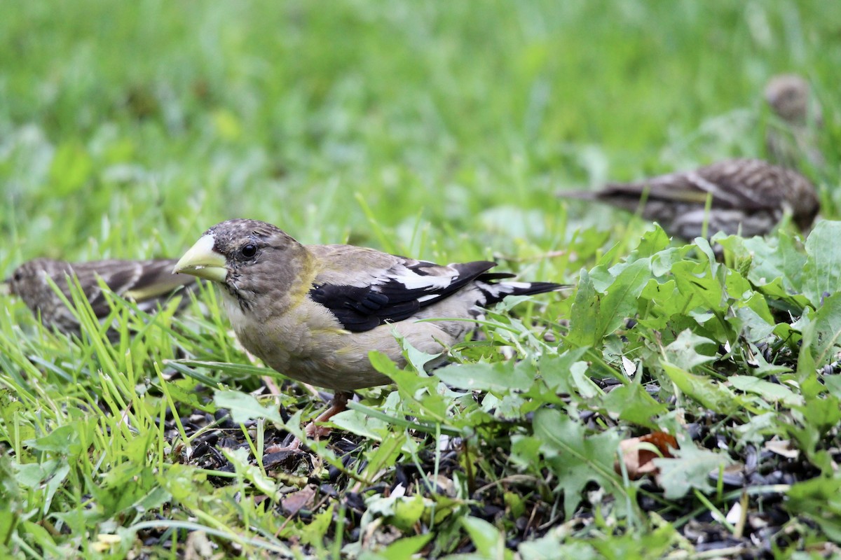Evening Grosbeak - ML640451914