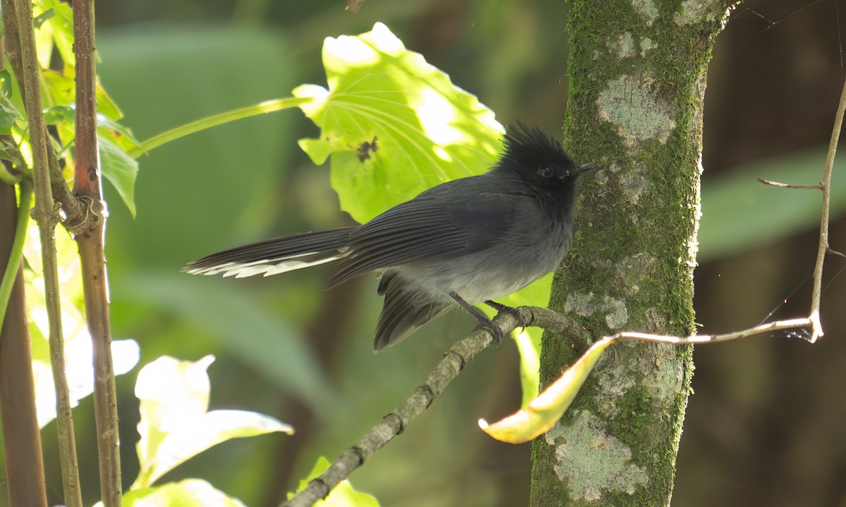 White-tailed Crested Flycatcher - ML640451916
