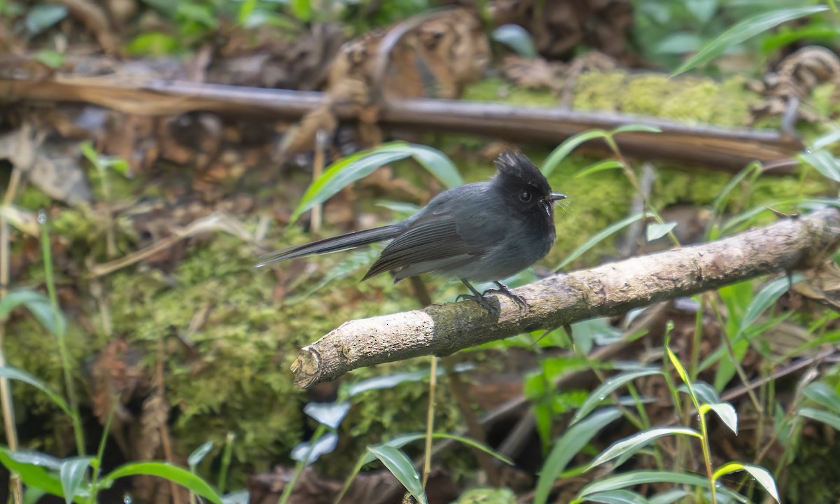 White-tailed Crested Flycatcher - ML640451917