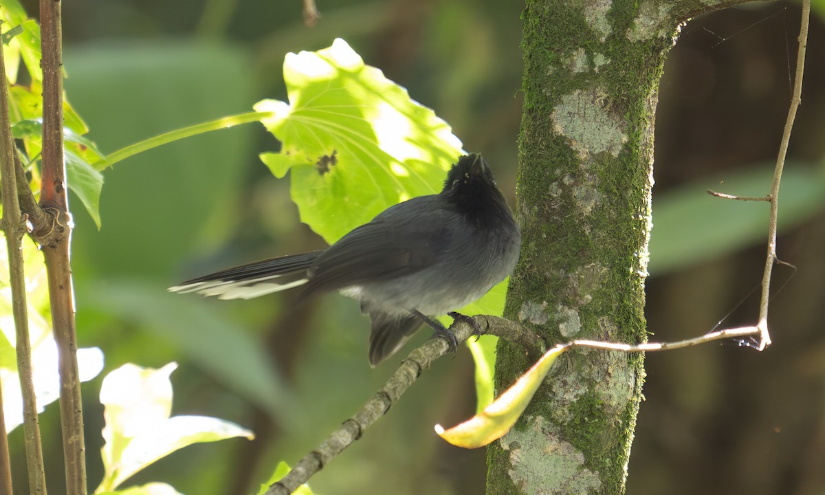 White-tailed Crested Flycatcher - ML640451919
