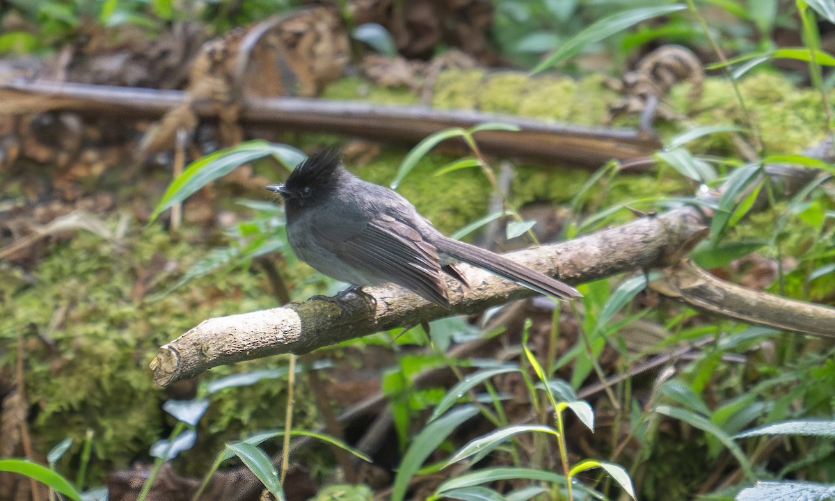 White-tailed Crested Flycatcher - ML640451920