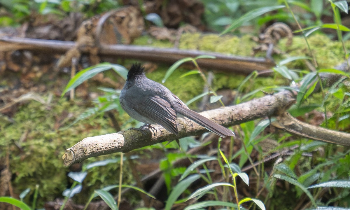 White-tailed Crested Flycatcher - ML640451921