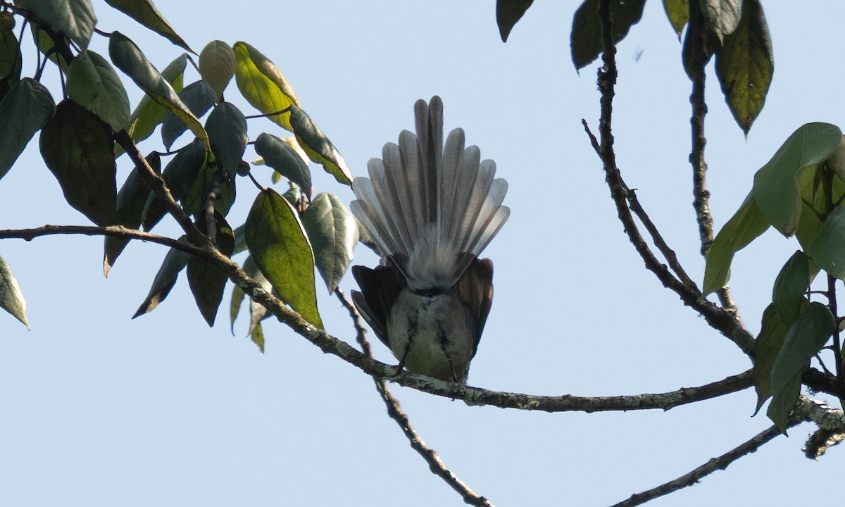 African Blue Flycatcher - ML640451926