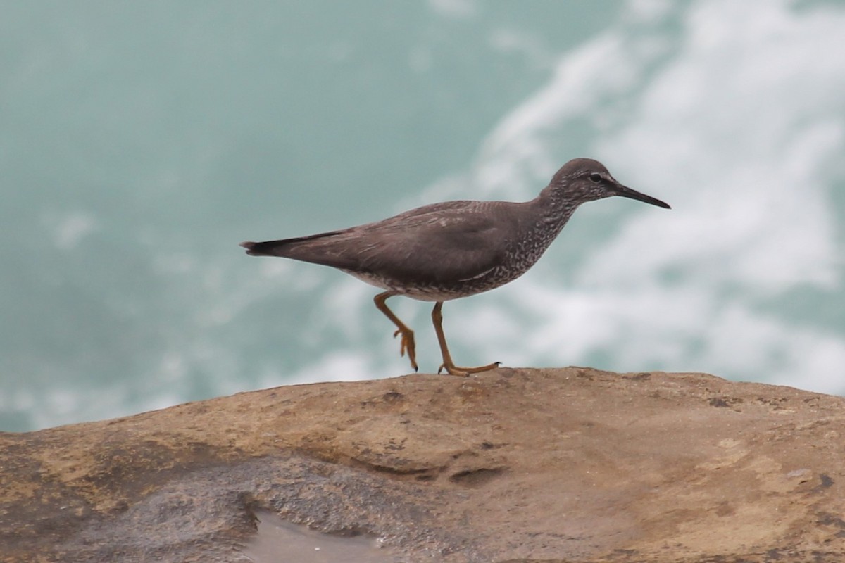 Wandering Tattler - ML640451948