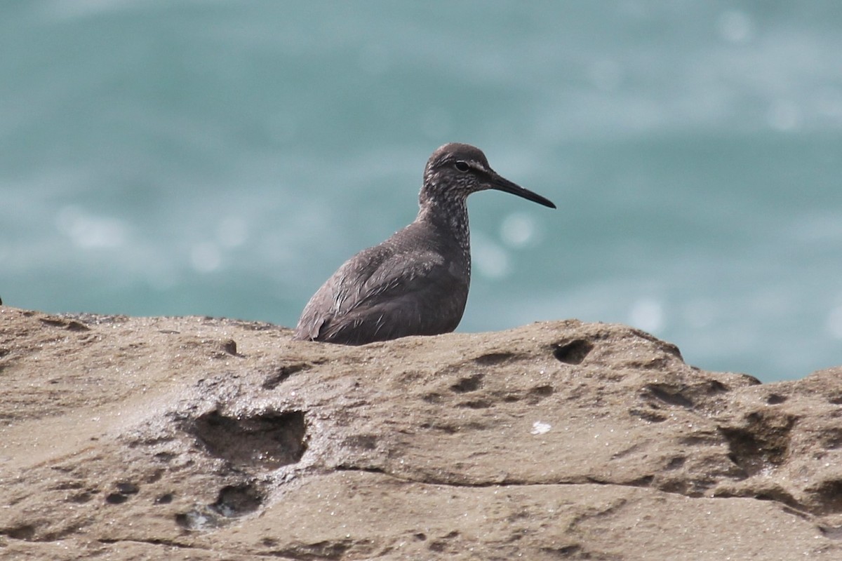 Wandering Tattler - ML640451949