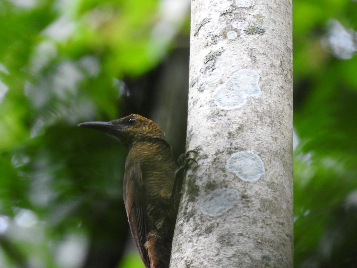 Northern Barred-Woodcreeper - ML640451956