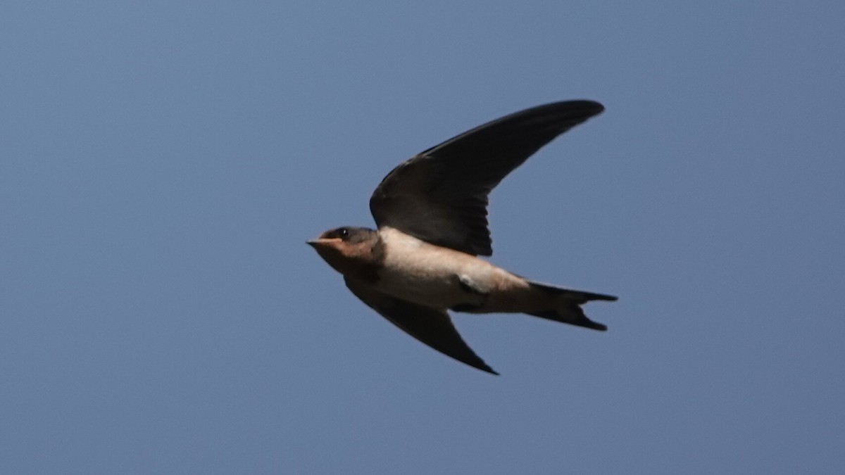 Golondrina Común - ML640452033