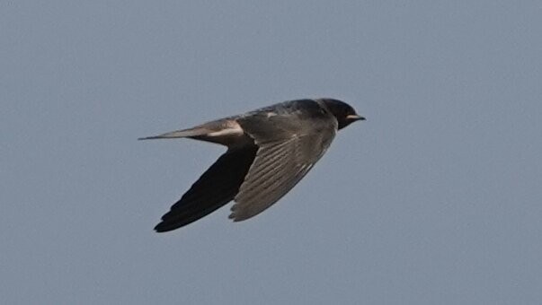 Golondrina Común - ML640452035