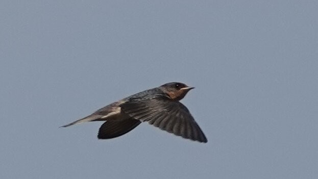 Golondrina Común - ML640452036
