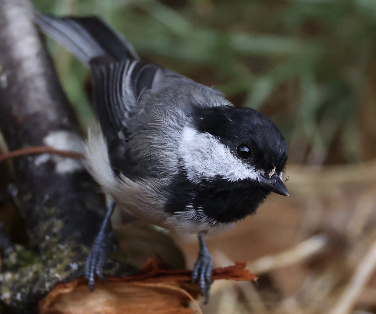 Black-capped Chickadee - ML640452131