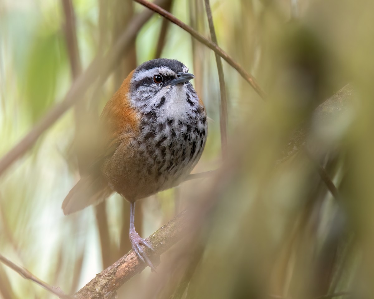 Inca Wren - ML640452211