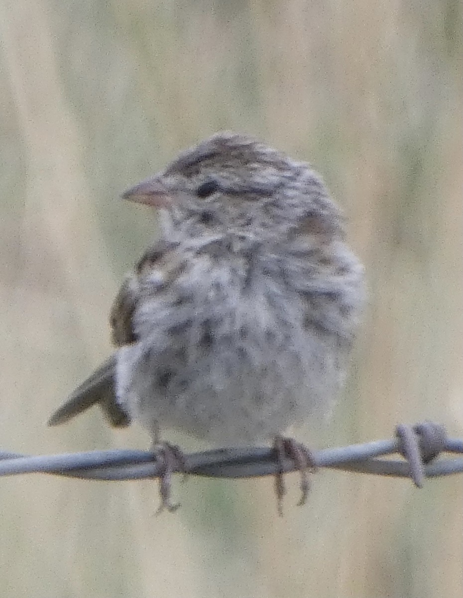 Карнатка лучна - ML640452261