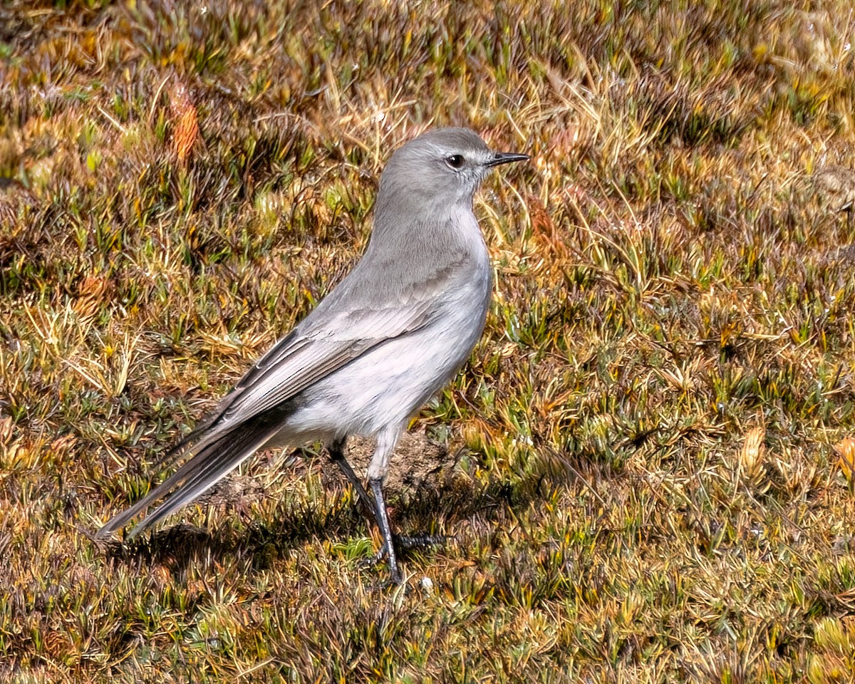 Taczanowski's Ground-Tyrant - ML640452262