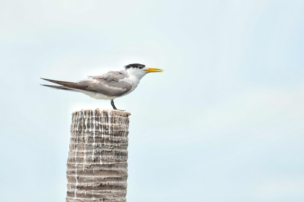 鳳頭燕鷗 - ML640452303