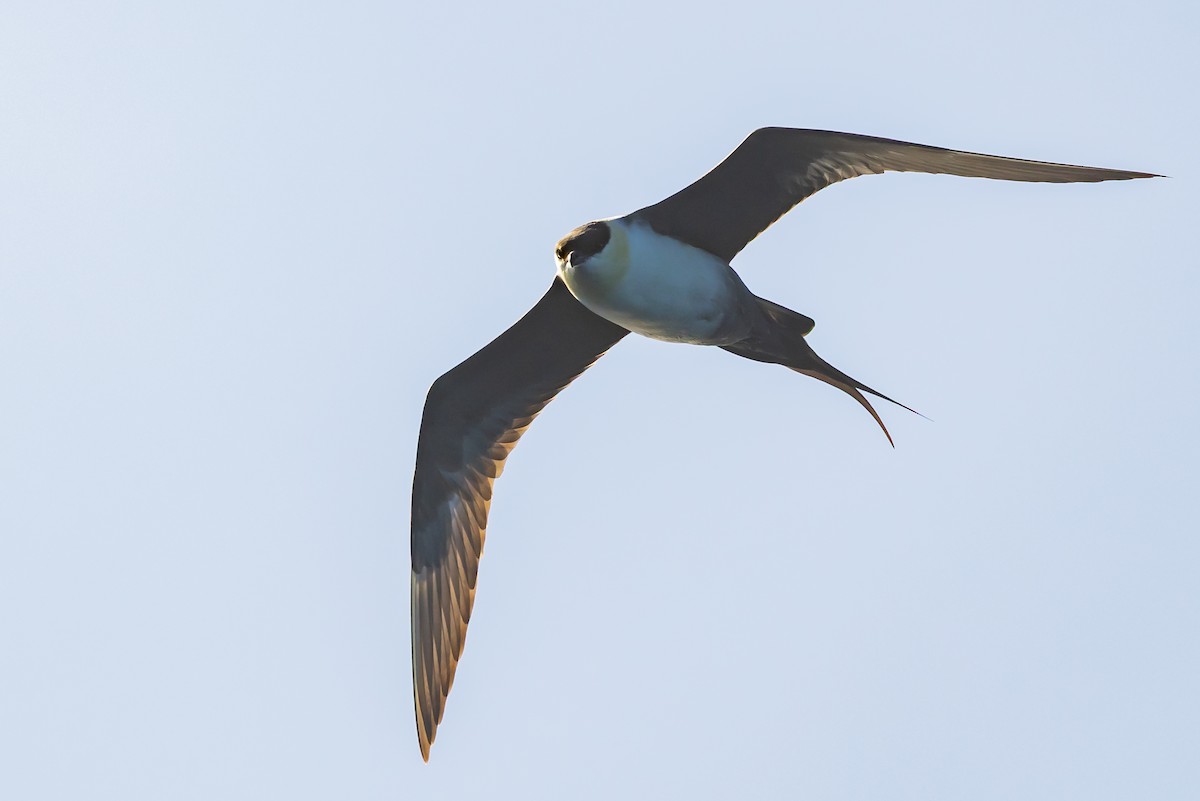 Long-tailed Jaeger - ML640452312