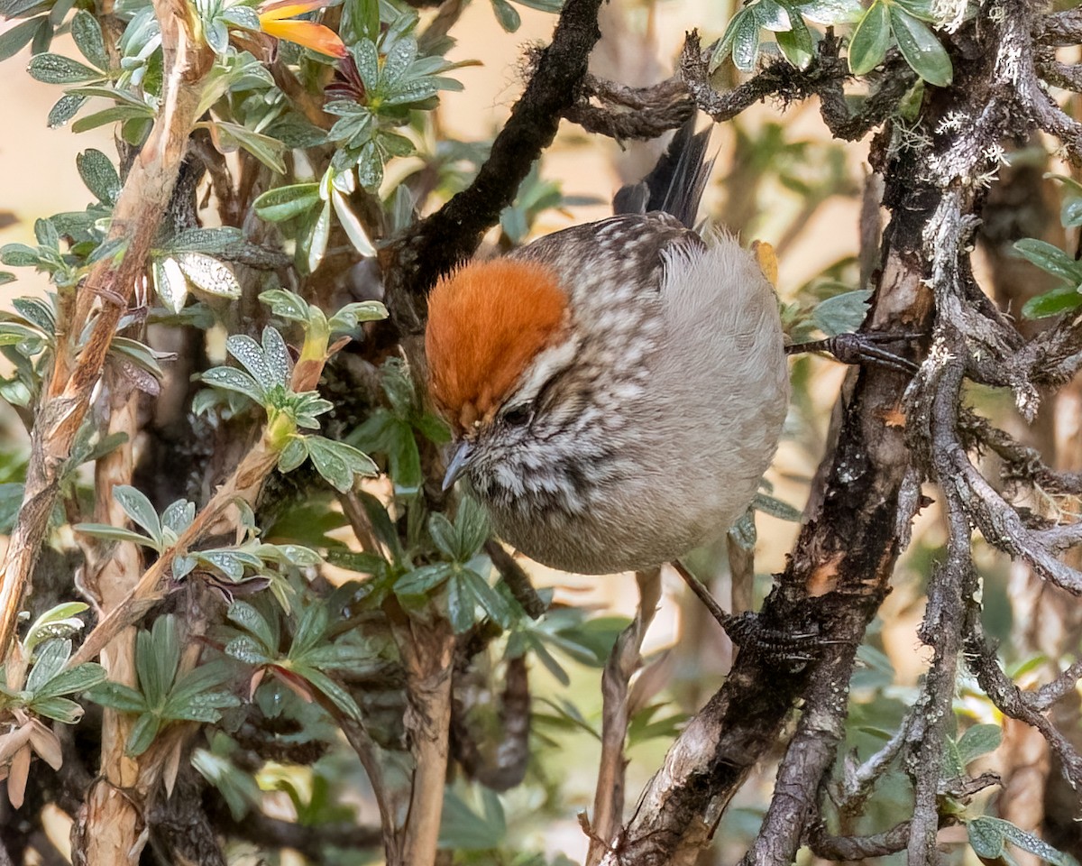 White-browed Tit-Spinetail - ML640452324