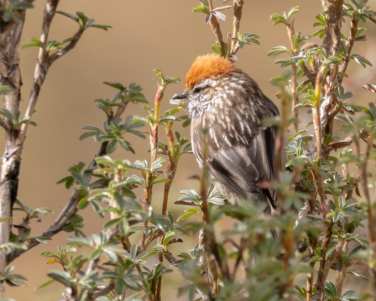White-browed Tit-Spinetail - ML640452325